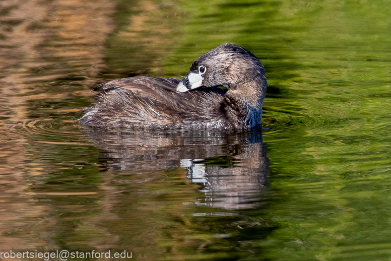 emily renzel wetlands